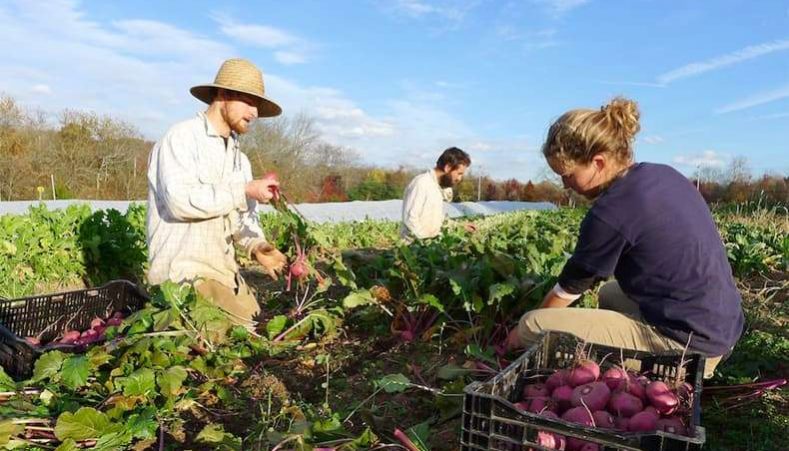 slinky.com.au an-honest-days-work-when-mum-promises-you-the-farm