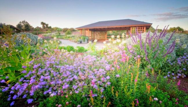 slinky.com.au Attractive Perennials That Works Best For Home Cutting Gardens