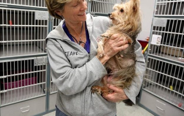 7 Advantages Of Pet Enclosures For Pets And Their Owners 7 Advantages Of Pet Enclosures For Pets And Their Owners