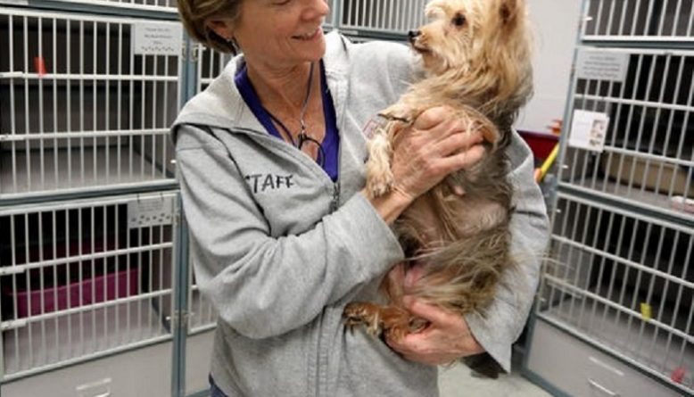 7 Advantages Of Pet Enclosures For Pets And Their Owners