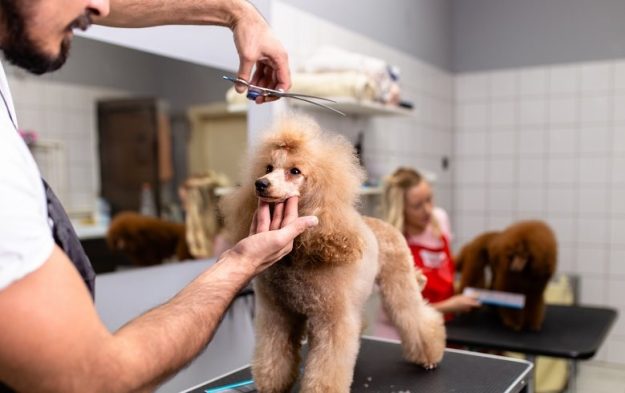 How To Keep Your Dog Calm And Relaxed When You Groom Them