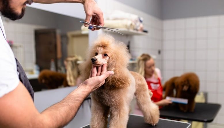 How To Keep Your Dog Calm And Relaxed When You Groom Them