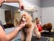 How To Keep Your Dog Calm And Relaxed When You Groom Them