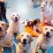 7 Positive Benefits Of Enrolling Your Dog In Doggie Daycare