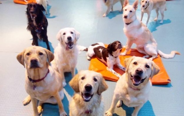 7 Positive Benefits Of Enrolling Your Dog In Doggie Daycare