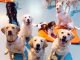 7 Positive Benefits Of Enrolling Your Dog In Doggie Daycare